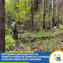 Сотрудники Дирекции ООПТ ЛО помогли привести в порядок лесопарк имени Петра Антипова