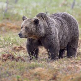 Дирекция ООПТ Ленинградской области принимает меры для отвлечения медведя от д.Конново